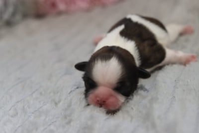 BIQUETTE - Shih Tzu