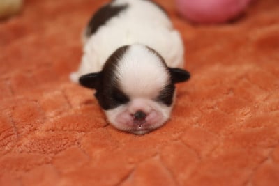 Les chiots de Shih Tzu