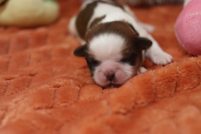 Les chiots de Shih Tzu