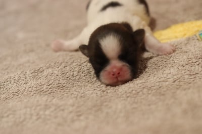 Les chiots de Shih Tzu