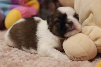 Les chiots de Shih Tzu