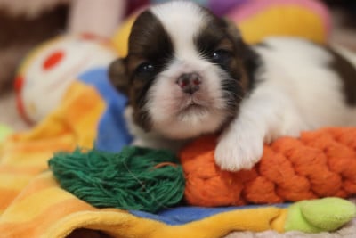 Les chiots de Shih Tzu