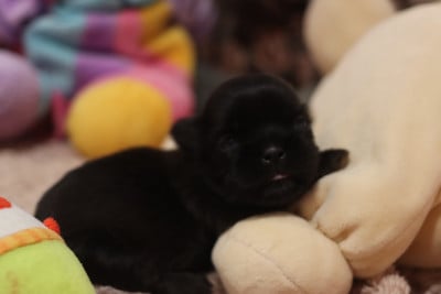Les chiots de Shih Tzu