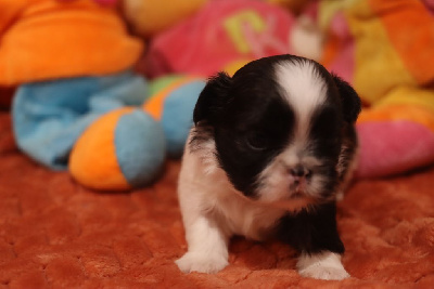 Les chiots de Shih Tzu