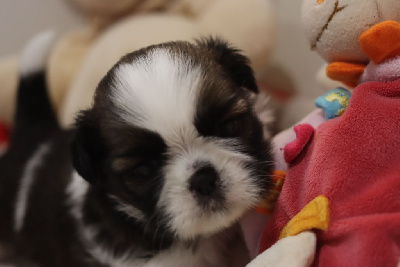 Les chiots de Shih Tzu