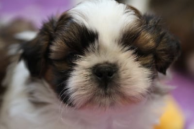 Les chiots de Shih Tzu