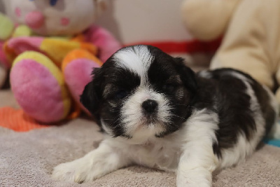 Les chiots de Shih Tzu