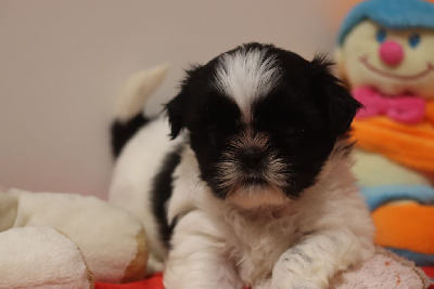 Les chiots de Shih Tzu