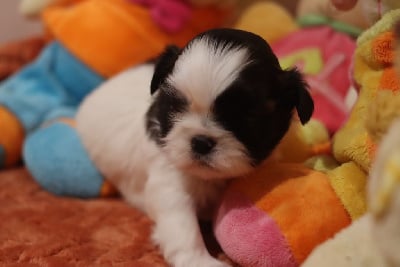 Les chiots de Shih Tzu