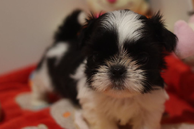 Les chiots de Shih Tzu