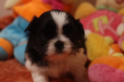 Les chiots de Shih Tzu