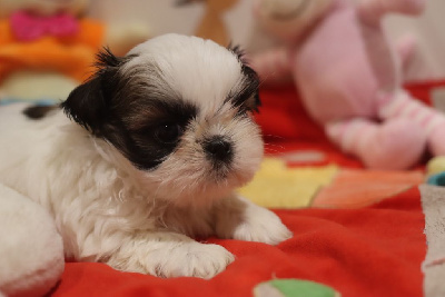 Les chiots de Shih Tzu