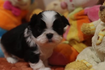 Les chiots de Shih Tzu
