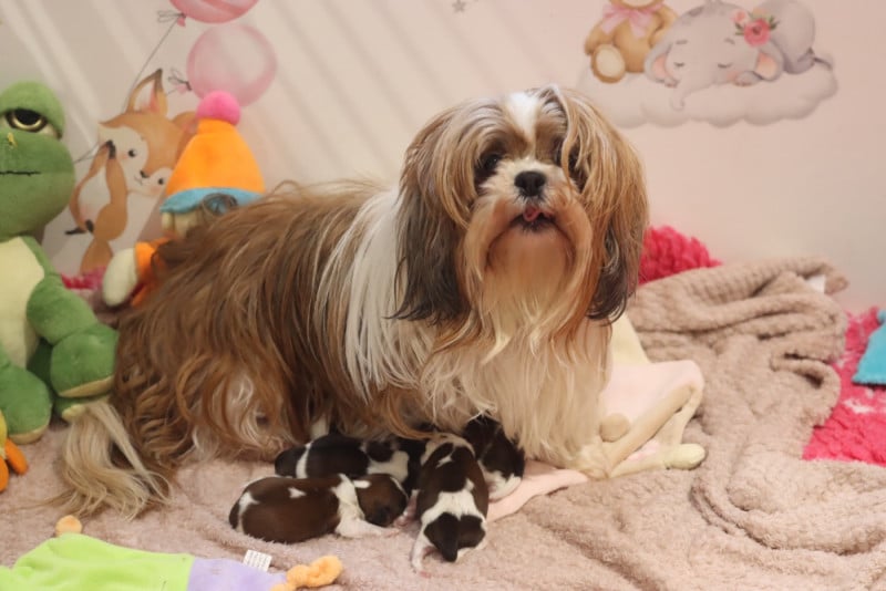 Shih Tzu - de la ferme des Mottes