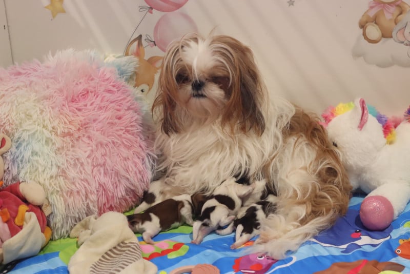 Shih Tzu - de la ferme des Mottes