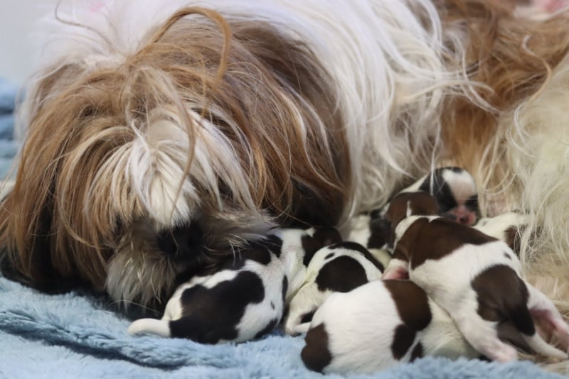 Shih Tzu - de la ferme des Mottes