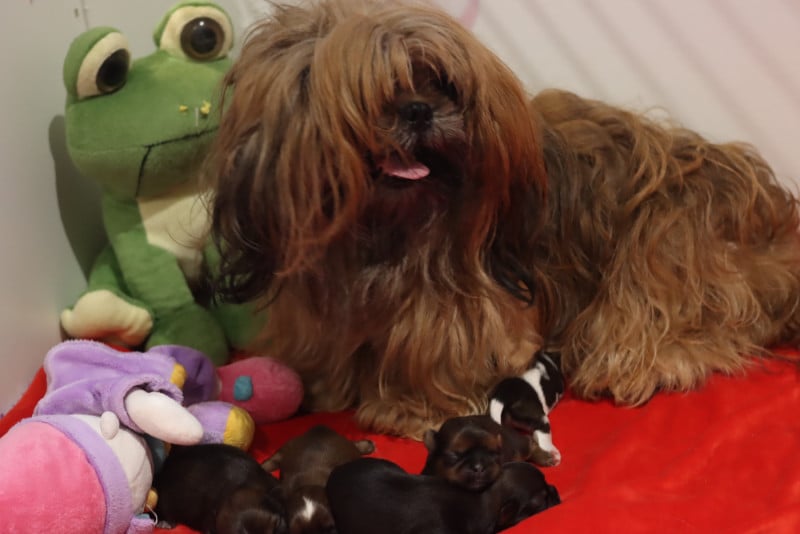 Shih Tzu - de la ferme des Mottes