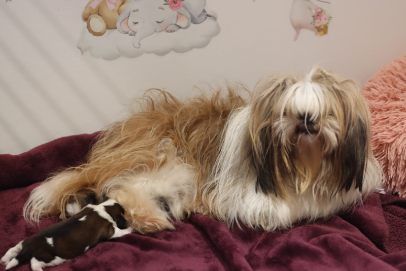 Shih Tzu - de la ferme des Mottes