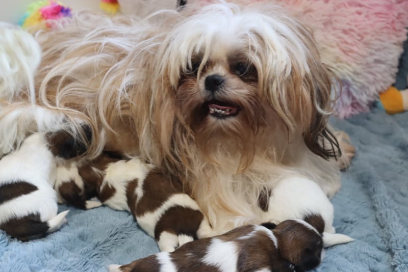 Shih Tzu - de la ferme des Mottes