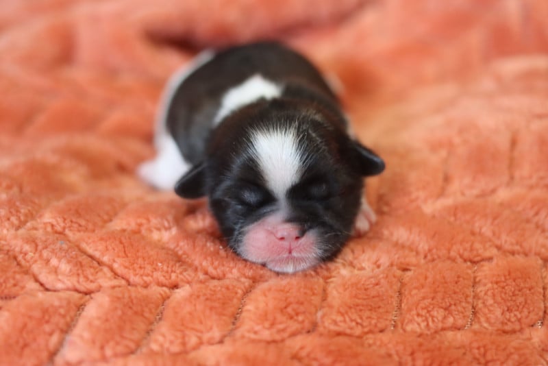 Shih Tzu - de la ferme des Mottes