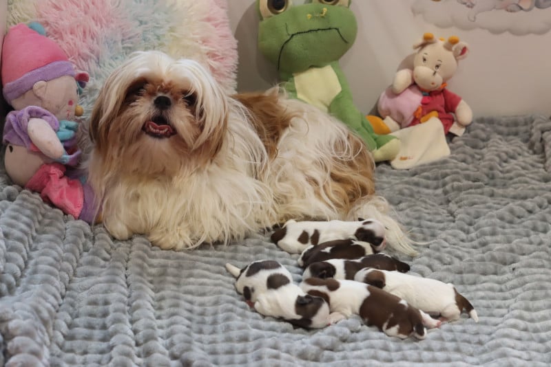 Shih Tzu - de la ferme des Mottes