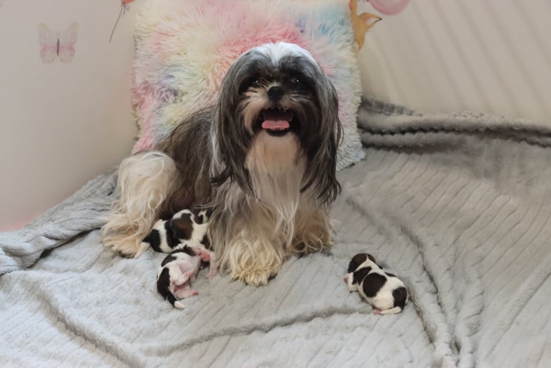 Shih Tzu - de la ferme des Mottes