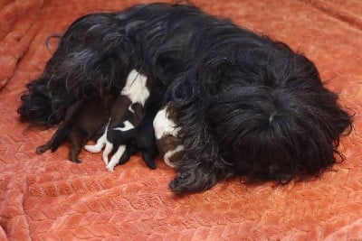 Shih Tzu - de la ferme des Mottes