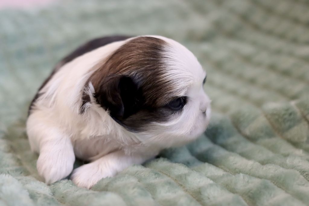 Chiot Shih Tzu UTTILO de la ferme des Mottes