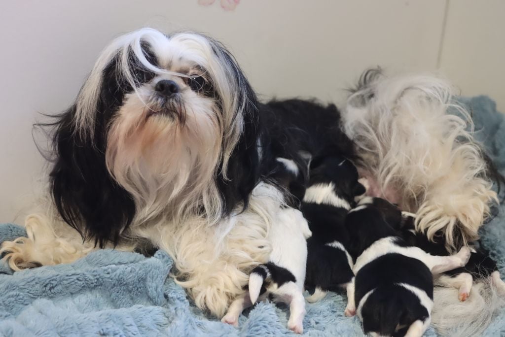 Shih Tzu - de la ferme des Mottes