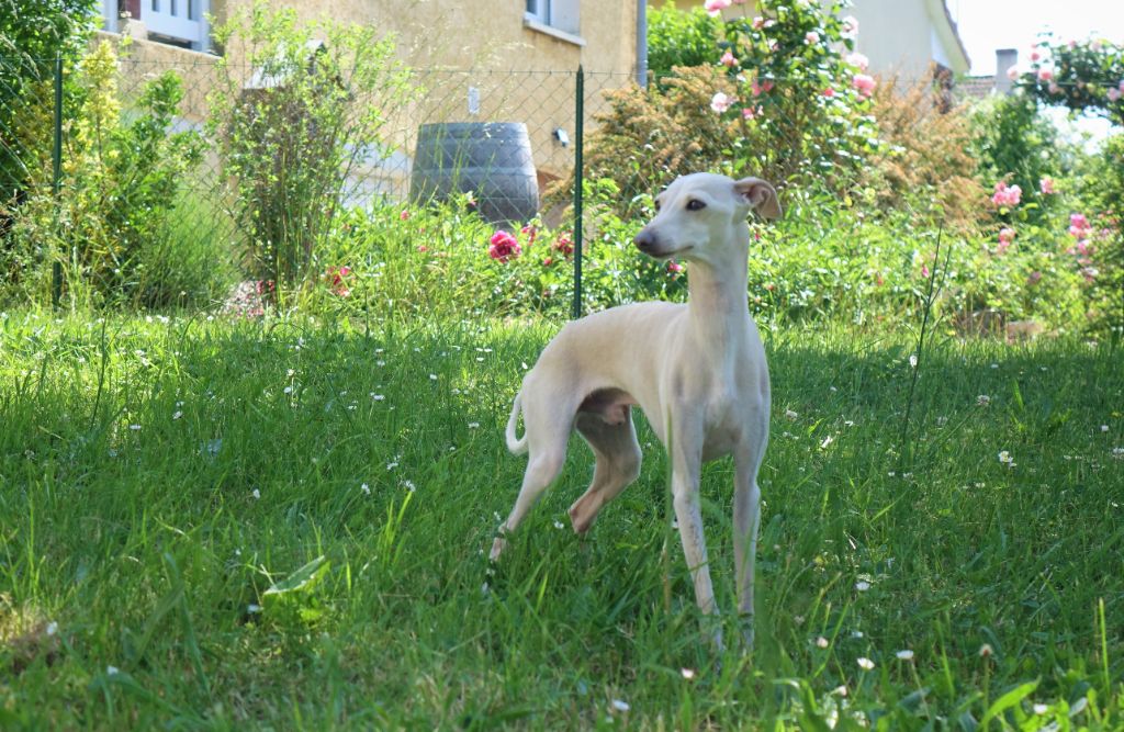 Publication : du p'tit Grain de Folie Auteur : NATHALIE HENRIOT