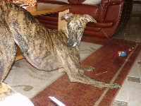 Étalon Galgo Español (levrier espagnol) - d'el Collina of Perruska Bella pequenita