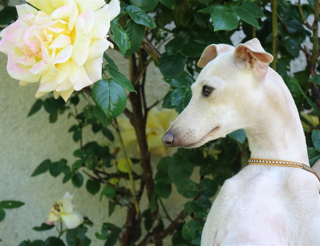 Publication : du p'tit Grain de Folie Auteur : NATHALIE HENRIOT