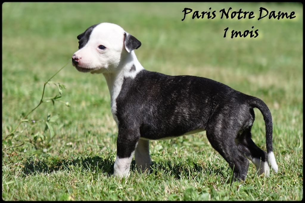 PARIS NOTRE DAME - collier violet - Whippet