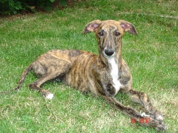 Accueil Elevage Du Grain De Folie Eleveur De Chiens Galgo Espanol Levrier Espagnol