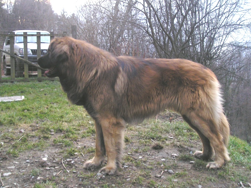 vidock  du Triskel de Stemidor 