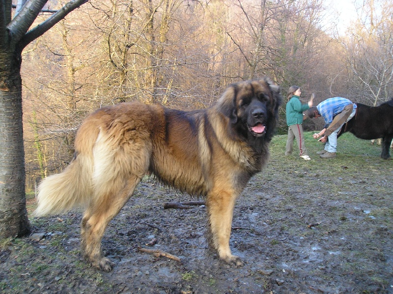 vidock  du Triskel de Stemidor 