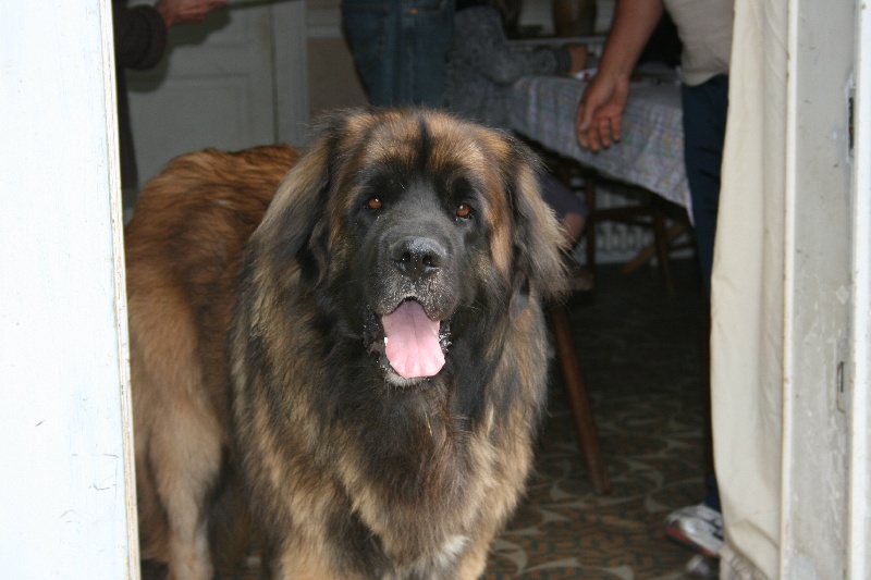 vidock  du Triskel de Stemidor 