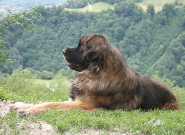 vidock  du Triskel de Stemidor 