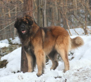 vidock  du Triskel de Stemidor 