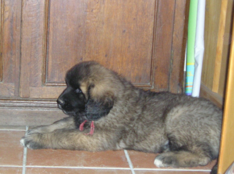 vidock  du Triskel de Stemidor 