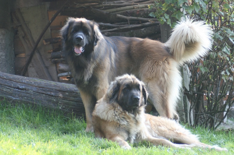 vidock  du Triskel de Stemidor 