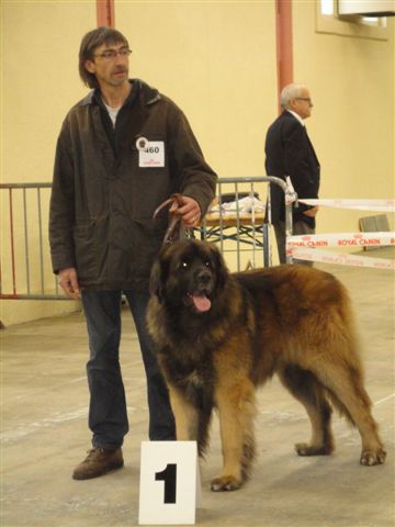 vidock  du Triskel de Stemidor 