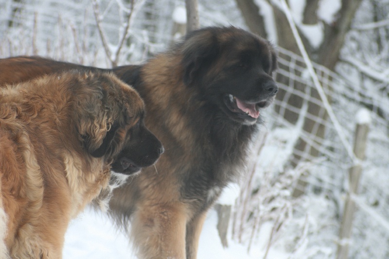 vidock  du Triskel de Stemidor 