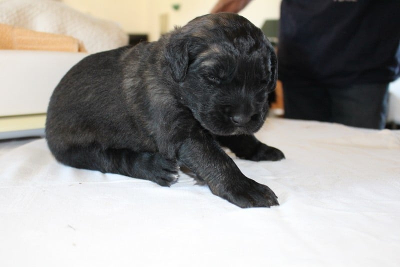 Chiot N°1