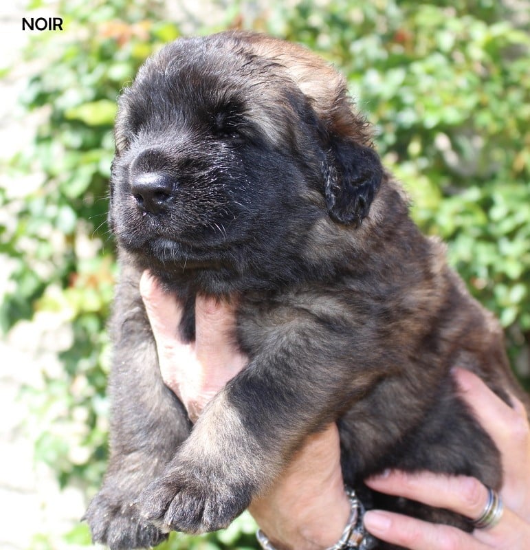Chiot N°1