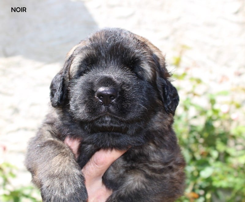 Chiot N°1