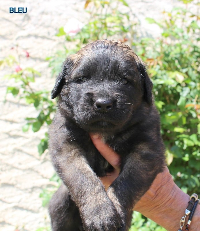 Chiot N°2
