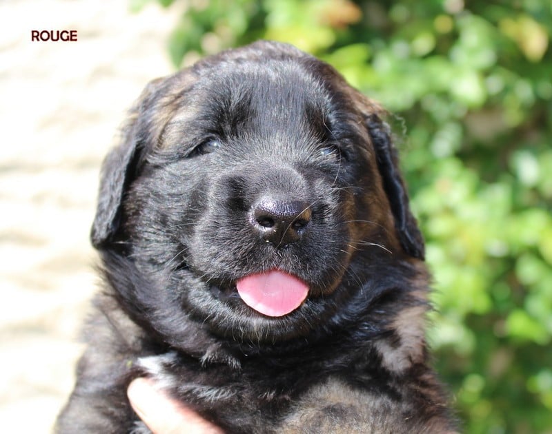 Chiot N°1