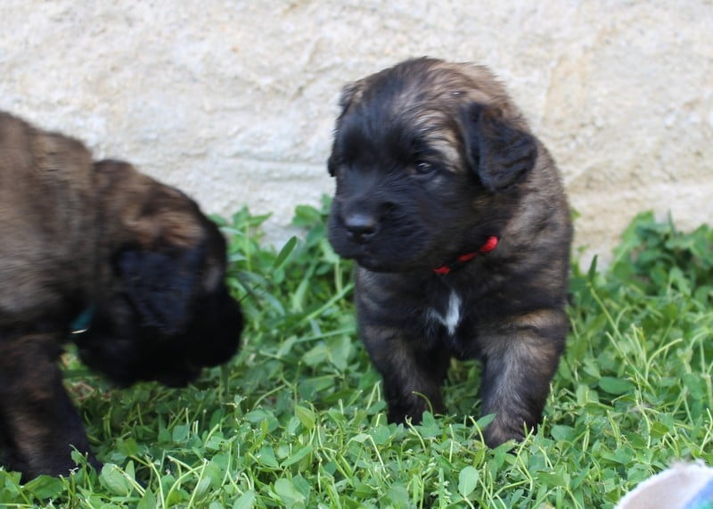 Chiot N°1