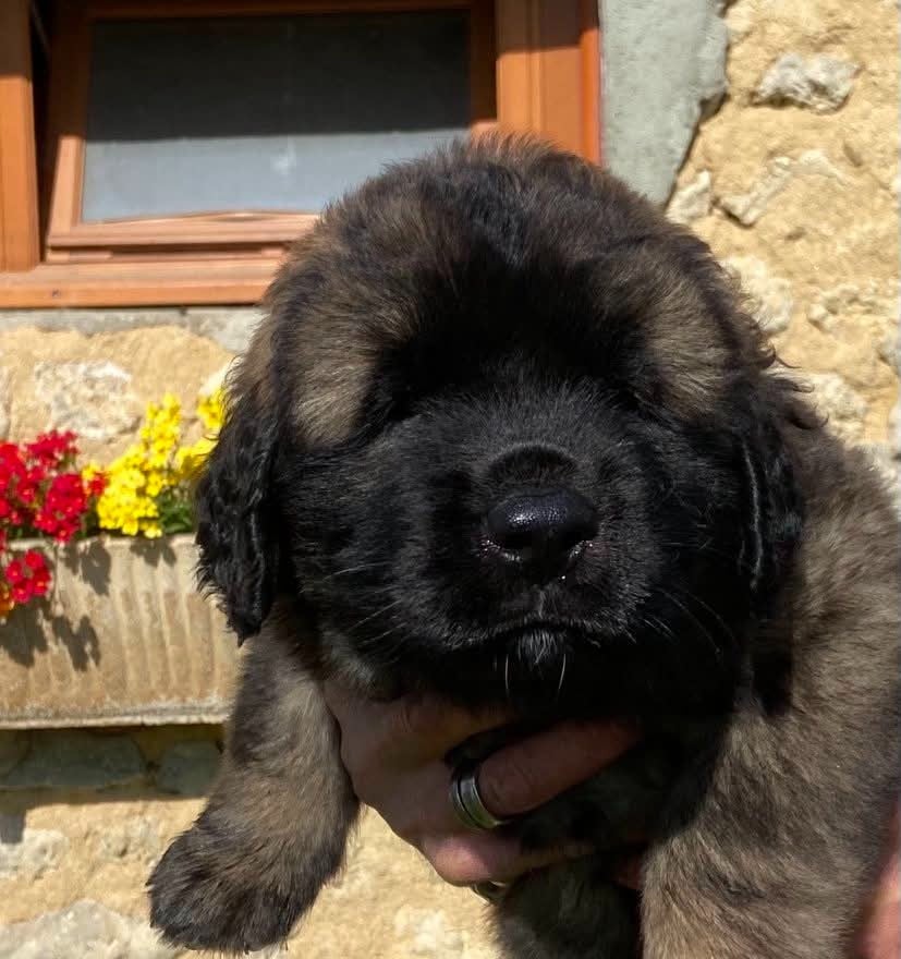 Chiot N°1